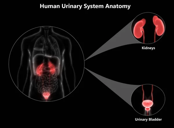 Ilustración Anatomía Del Sistema Órganos Humanos — Foto de Stock