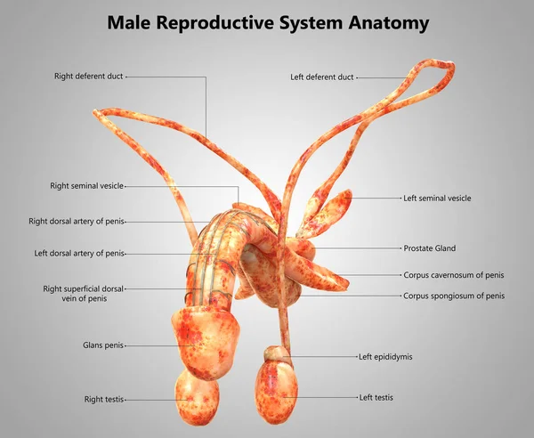 3D Illustration of Male Reproductive System Anatomy