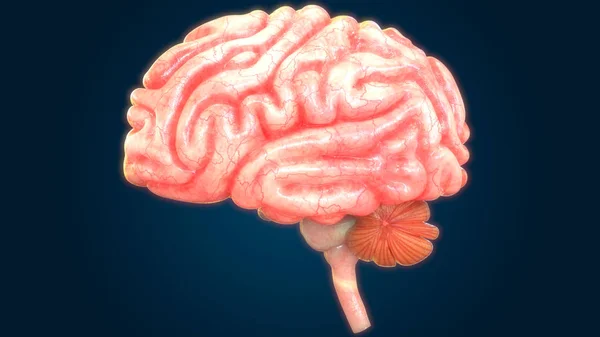 Ilustración Digital Moderna Del Cerebro Humano — Foto de Stock