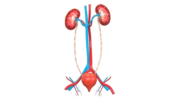 人間の尿路系解剖学の イラストレーション — ストック写真