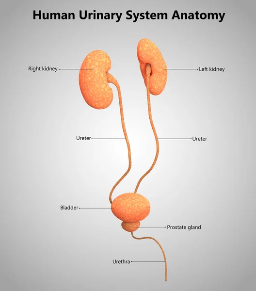 Ilustración Anatomía Del Sistema Urinario Humano — Foto de Stock