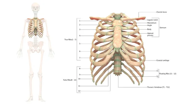 Illustration Human Skeleton System Anatomy — Stock Photo, Image