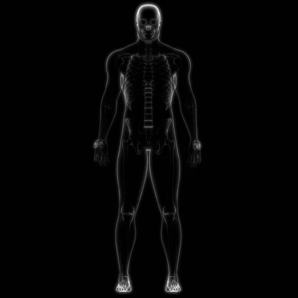 Illustratie Van Menselijk Skelet Systeem Anatomie — Stockfoto