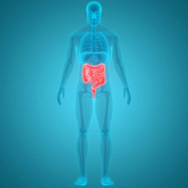 Illustrazione Dell Anatomia Del Sistema Degli Organi Umani — Foto Stock