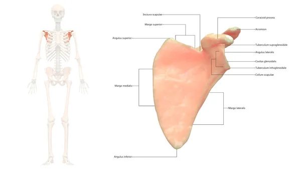 Ilustración Anatomía Del Sistema Esquelético Humano — Foto de Stock