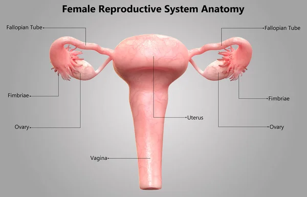 Ilustração Anatomia Sistema Reprodutivo Feminino — Fotografia de Stock