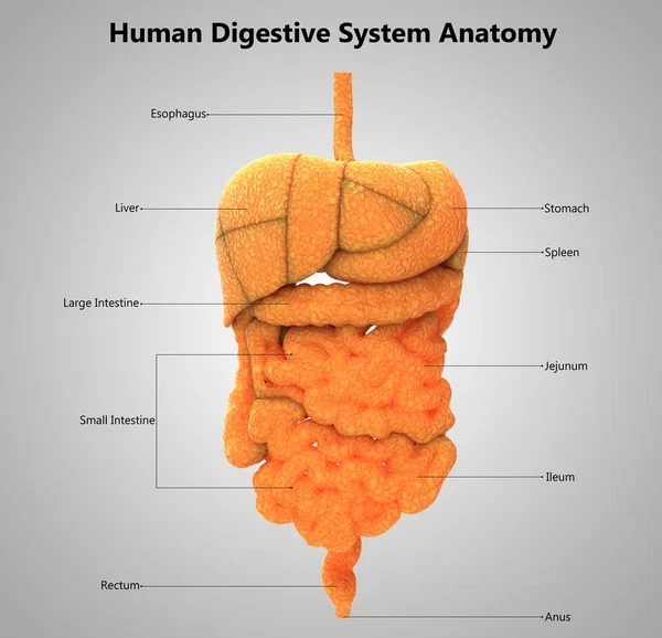 Ilustración Anatomía Del Sistema Órganos Humanos — Foto de Stock