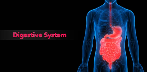 Illustration Anatomie Système Des Organes Humains — Photo