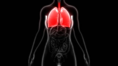 İnsan Organları Sistem Anatomisi 3d İllüstrasyon