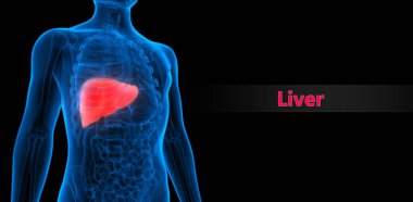 İnsan Organları Sistem Anatomisi 3d İllüstrasyon