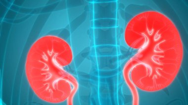 3D illüstrasyon insan üriner sistem anatomisi