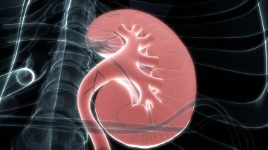 3D illüstrasyon insan üriner sistem anatomisi