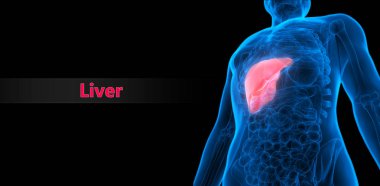 İnsan Organları Sistem Anatomisi 3d İllüstrasyon