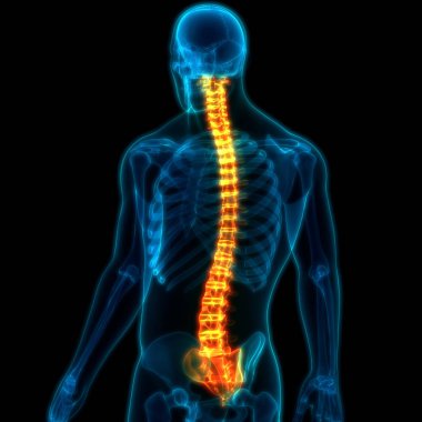 İnsan İskelet Sistemi Anatomisi İllüstrasyonu