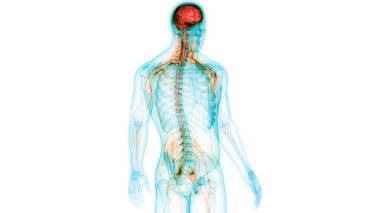 insan beyninin modern dijital illüstrasyon