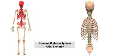 İnsan İskelet Sistemi Anatomisi İllüstrasyonu