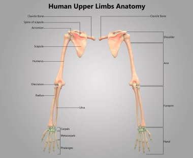 İnsan İskelet Sistemi Anatomisi İllüstrasyonu