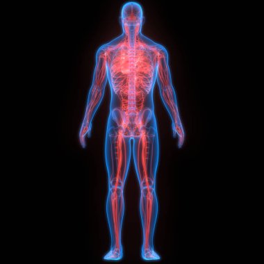 İnsan Vücut Sistemi Anatomisi 3d İllüstrasyon