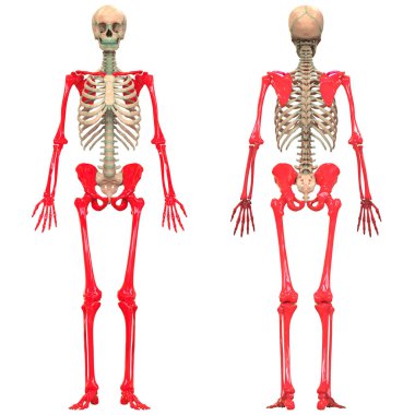 İnsan İskelet Sistemi Anatomisi İllüstrasyonu