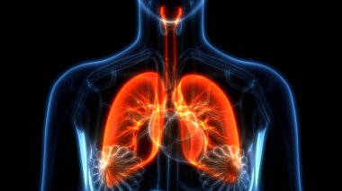 İnsan Organları Sistem Anatomisi 3d İllüstrasyon