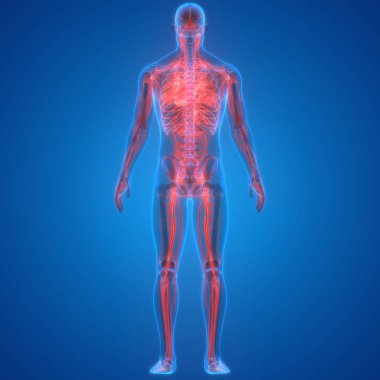 İnsan Vücut Sistemi Anatomisi 3d İllüstrasyon