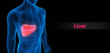 İnsan Organları Sistem Anatomisi 3d İllüstrasyon