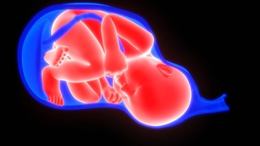 Çocuklu Kadın Rahmi 3d İllüstrasyon