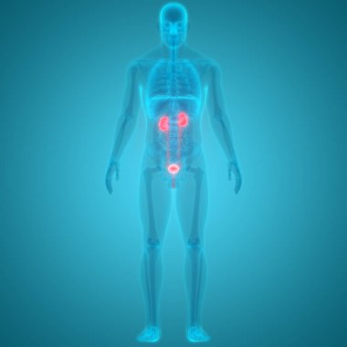 İnsan Organları Sistem Anatomisi 3d İllüstrasyon