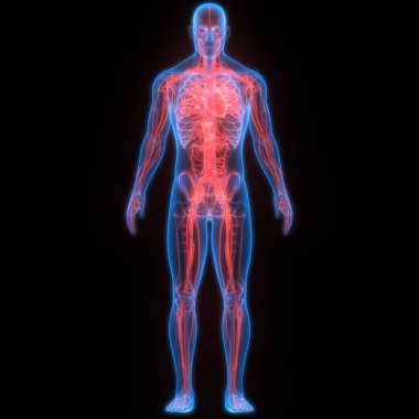İnsan Vücut Sistemi Anatomisi 3d İllüstrasyon