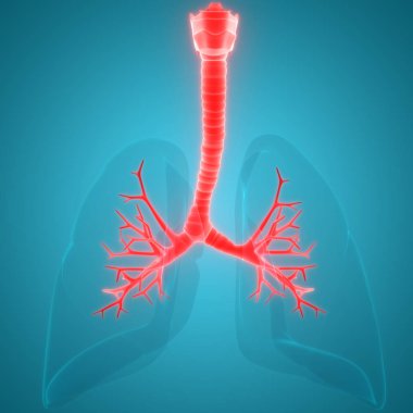Mavi arka plan üzerinde insan bronş3d İllüstrasyon