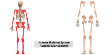 İnsan İskelet Sistemi Anatomisi İllüstrasyonu