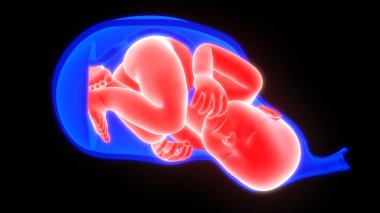 Çocuklu Kadın Rahmi 3d İllüstrasyon