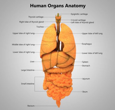 İnsan Organları Sistem Anatomisi 3d İllüstrasyon