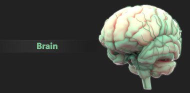 insan beyninin modern dijital illüstrasyon