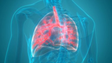 İnsan Organları Sistem Anatomisi 3d İllüstrasyon