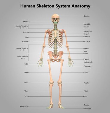 İnsan İskelet Sistemi Anatomisi İllüstrasyonu