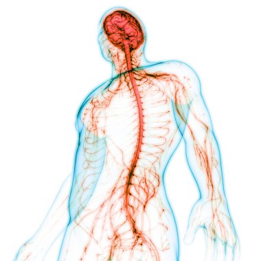 İnsan Vücut Sistemi Anatomisi 3d İllüstrasyon