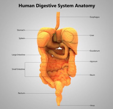İnsan Organları Sistem Anatomisi 3d İllüstrasyon