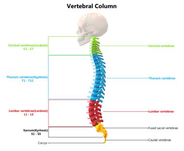 İnsan İskelet Sistemi Anatomisi İllüstrasyonu