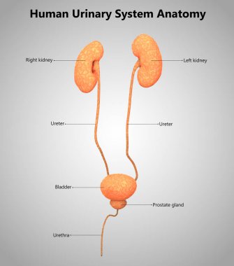 3D illüstrasyon insan üriner sistem anatomisi