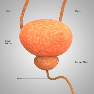 3D illüstrasyon insan üriner sistem anatomisi