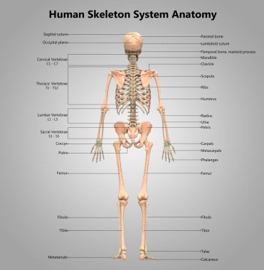 İnsan İskelet Sistemi Anatomisi İllüstrasyonu