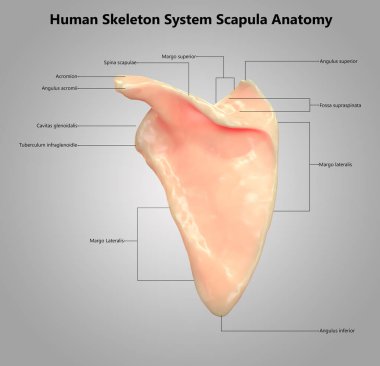 İnsan İskelet Sistemi Anatomisi İllüstrasyonu