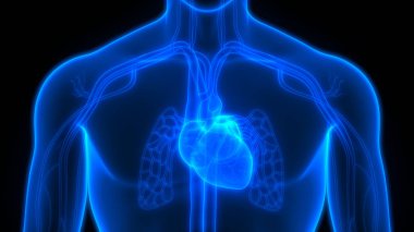 İnsan Organları Sistem Anatomisi 3d İllüstrasyon