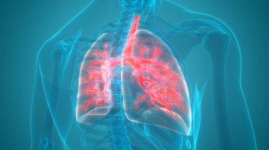 İnsan Organları Sistem Anatomisi 3d İllüstrasyon