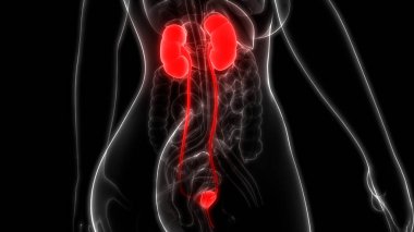 İnsan Organları Sistem Anatomisi 3d İllüstrasyon