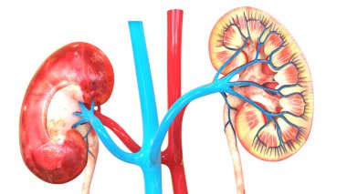 3D illüstrasyon insan üriner sistem anatomisi