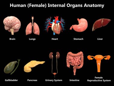 İnsan Organları Sistem Anatomisi 3d İllüstrasyon