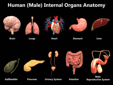 İnsan Organları Sistem Anatomisi İllüstrasyonu