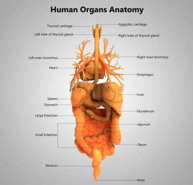 İnsan Organları Sistem Anatomisi 3d İllüstrasyon